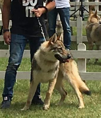 Cuccioli di cane lupo cecoslovacco - Foto 2