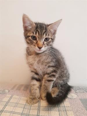 Gattini dolcissimi