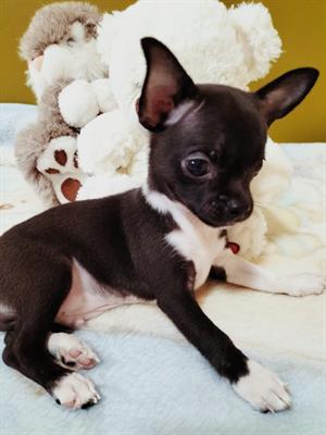 Chihuahua