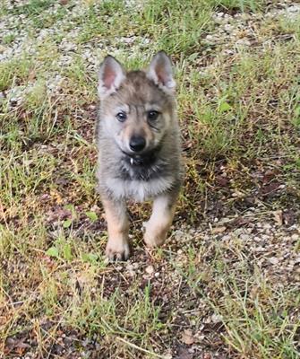 Cuccioli di cane lupo cecoslovacco - Foto 3