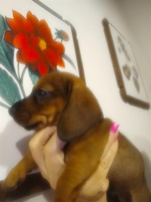 Bassotto tedesco nano kaninchen, genitori visibili - Foto 2