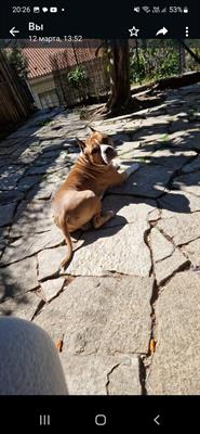 American Staffordshire Terrier