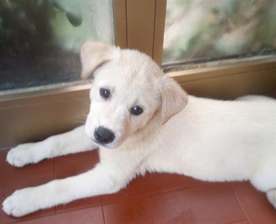 Cuccioli di labsky Razza Siberian Husky - Foto 2