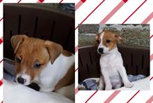 Cuccioli di jack russel