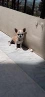 Foto 2 Chihuahua con Pedigree, a pelo lungo, genitori visibili