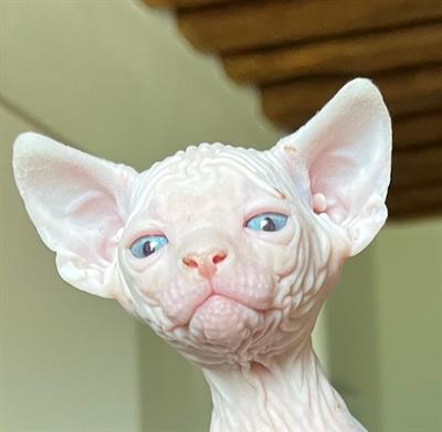 Sphynx cuccioli con pedigree - Foto 5