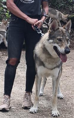 Cuccioli di cane lupo cecoslovacco