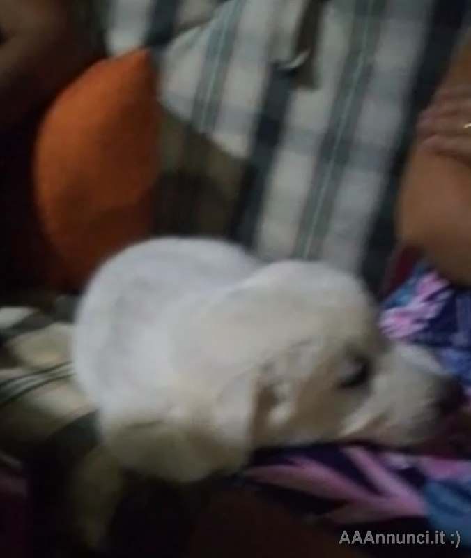 Pastore Razza Maremmano Abruzzese - Cani a Palermo