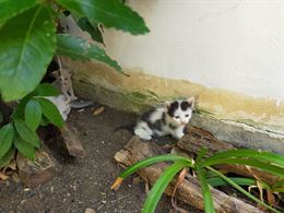 Foto 5 Regaliamo bellissimi gattini