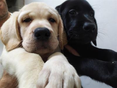 Cuccioli labrador retriever