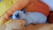 Gatti siamesi thai cuccioli - Anteprima 1