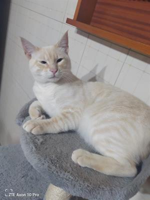Siamese Red point - Foto 4