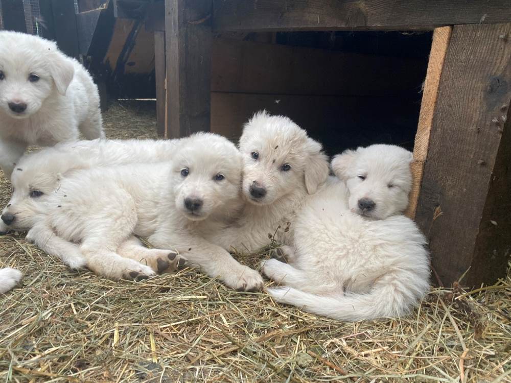 Cuccioli pastore Razza maremmano abruzzese, genitori visibili - Trento