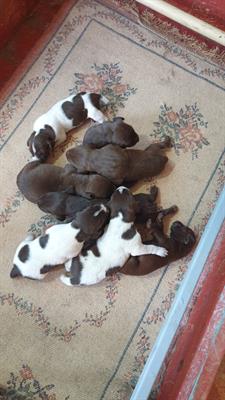 Cuccioli kurzhaar
