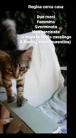 Regalo gattina di due mesi