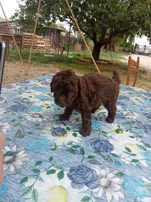 Barboncino Toy