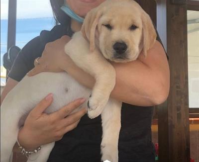Cucciolo di Labrador con alto pedigree