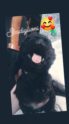 Carlini con pedigree, prezzo leggermente trattabile - Foto 5