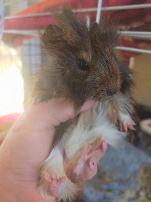 Cavie peruviane pelo lungo