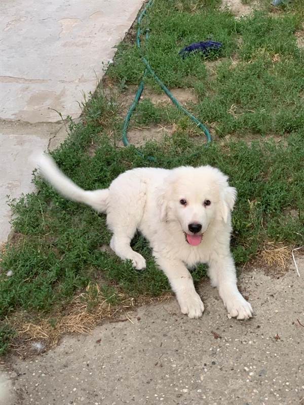 Pastore Razza maremmano abruzzese - Cani a Brescia