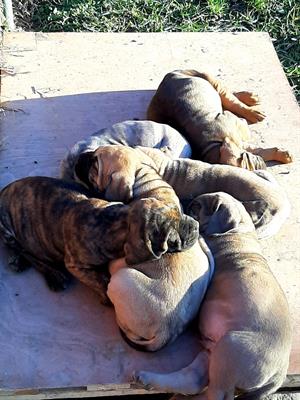 Cuccioli di fila brasileiro