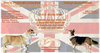 Cuccioli di Welsh Corgi Pembroke