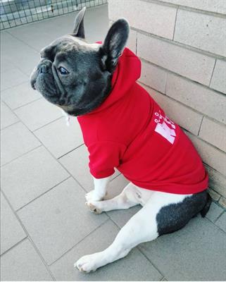 Bulldog francese maschio per accoppiamento
