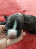 Cuccioli di american stanford terrier