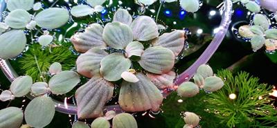 Pistia stratiotes L.
