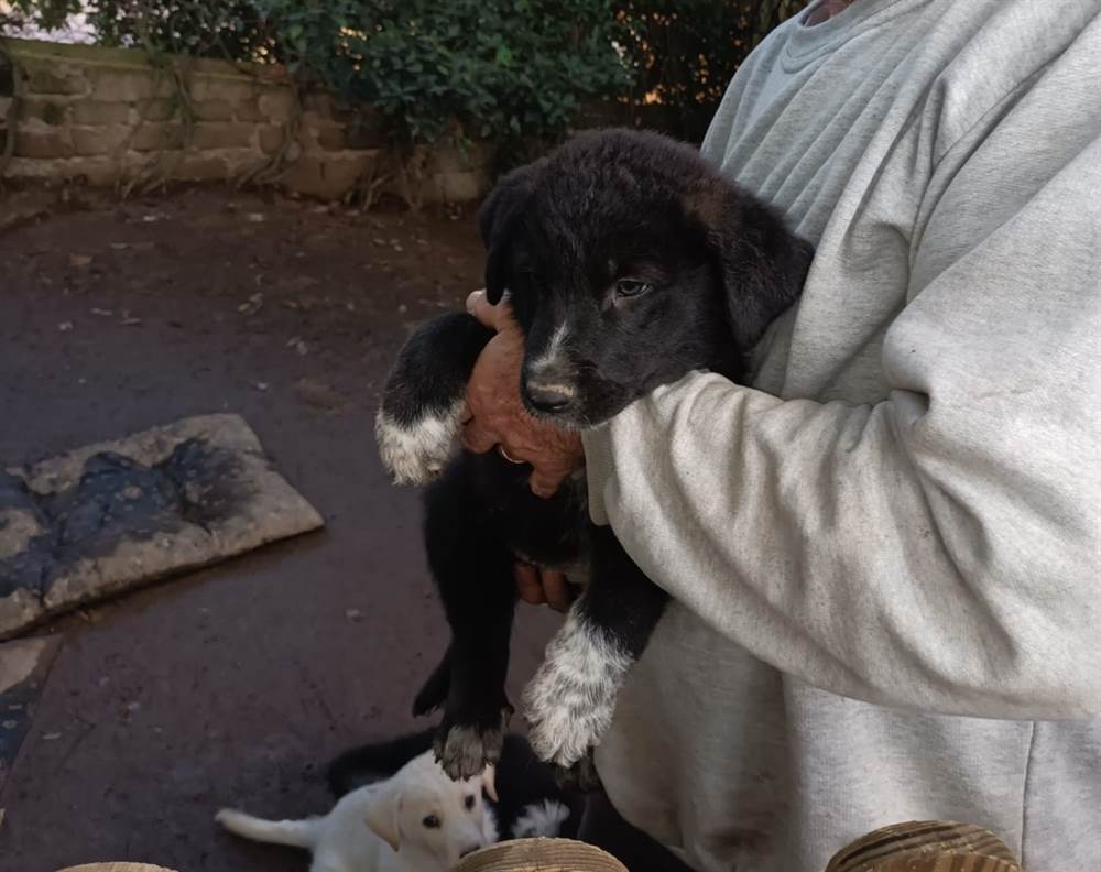 Cuccioli maremmano incrocio pastore tedesco - Cani in adozione a Roma