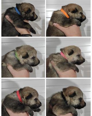 Cuccioli cane lupo cecoslovacco