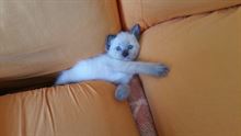 Foto 3 Gatti siamesi thai cuccioli