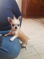 Chihuahua con Pedigree, a pelo lungo, genitori visibili - Anteprima 1