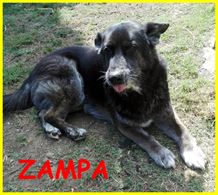 Zampa adozione d'amore nonnino lupacchiotto 10 anni