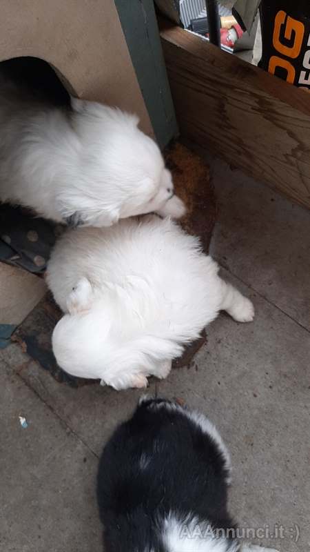 2 cucciole con libretto sanitario Border Collie