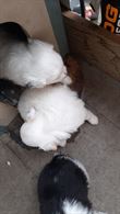 2 cucciole con libretto sanitario