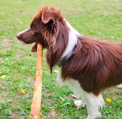 Border collie per monta