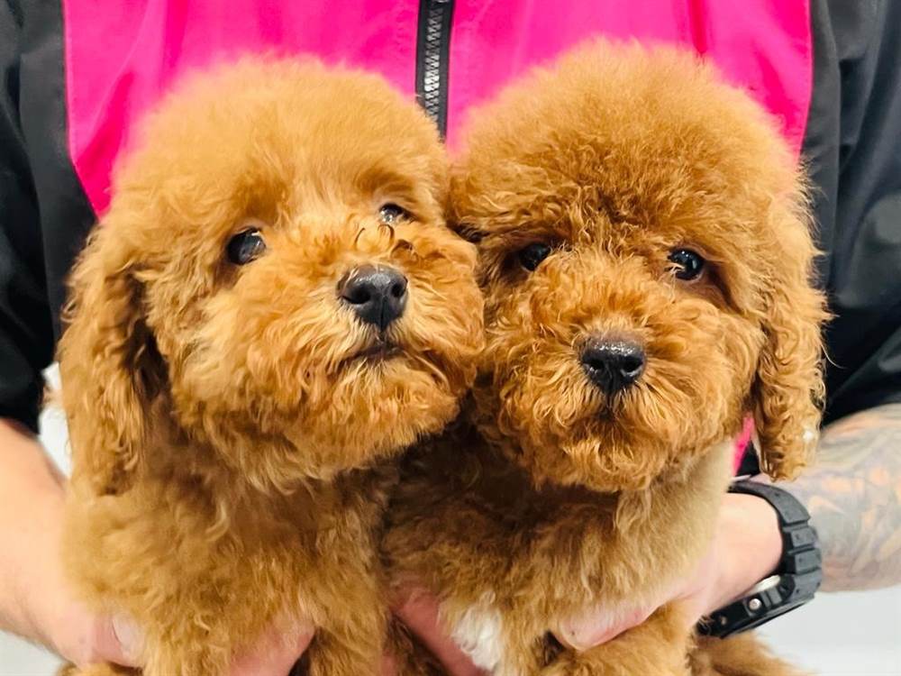 Cuccioli barbone toy red Razza Barboncino, genitori visibili - Cosenza