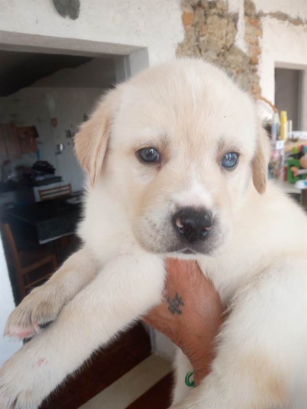 Foto 3 Cuccioli di labsky Razza Siberian Husky