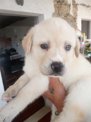 Cuccioli di labsky Razza Siberian Husky - Foto 3