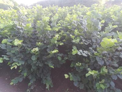 Piantine di nocciolo - Anteprima 2