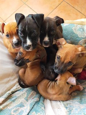 Cuccioli di cane