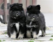 Cuccioli Disponibili Lapinkoira