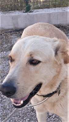 Simil Labrador in regalo