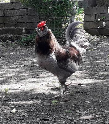 Uova feconde marans olive e ameraucana