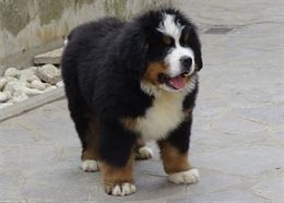 Cucciolo Bovaro del Bernese