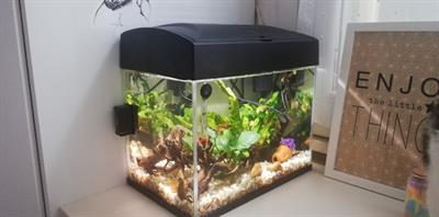 Acquario con pesci tropicali