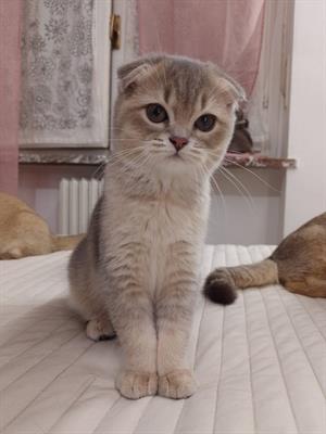 Scottish fold