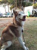 Alaskan Malamute