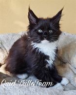 Cuccioli Maine Coon